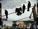 THE CROWS PEUR NOIRE